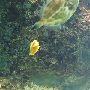 Gunn's leatherjacket and white barred boxfish