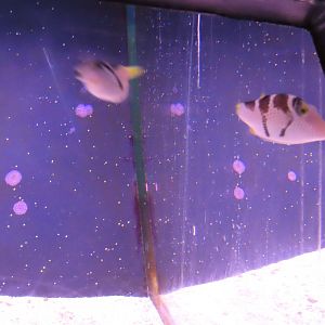 Valentin's sharpnose puffer (Canthigaster valentini)