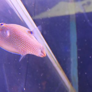 Papuan toby(Canthigaster papua)