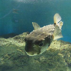 Spotfin burrfish(Chilomycterus reticulatus)