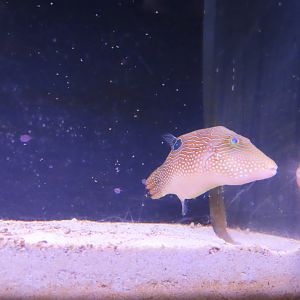 Peter's toby (Canthigaster petersii)