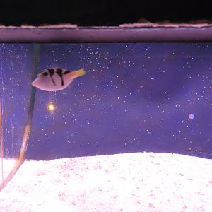 Blacksaddle filefish (Paraluteres prionurus)