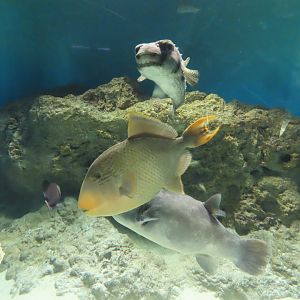 Yellowmargin triggerfish (Pseudobalistes flavimarginatus) and Redtoothed triggerfish(Odonus niger)