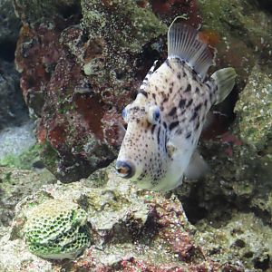 Thread-sail filefish (Stephanolepis cirrhifer)