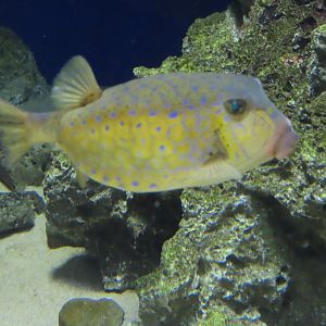Bluespotted boxfish (Ostracion immaculatus)