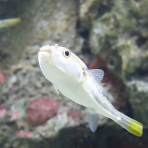 Grey spotted puffer (Takifugu alboplumbeus)