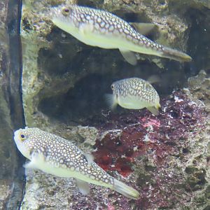 Yellowbelly pufferfish (Takifugu flavidus)