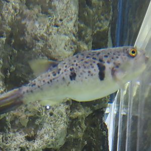Panther puffer (Takifugu pardalis)