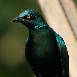 Lesser Blue-eared Starling (Lamprotornis chloropterus)