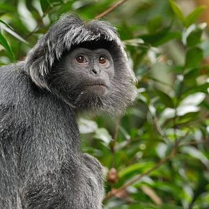Javan Langur (Trachypithecus auratus)