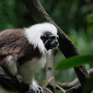 Cotton-top tamarin (Saguinus oedipus)