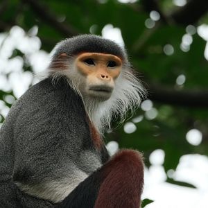 Red-shanked Douc Langur (Pygathrix nemaeus)