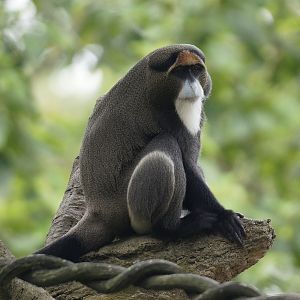 De Brazza's Monkey (Cercopithecus neglectus)