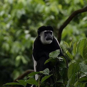Eastern Black-and-white Colobus Monkey (Colobus guereza)