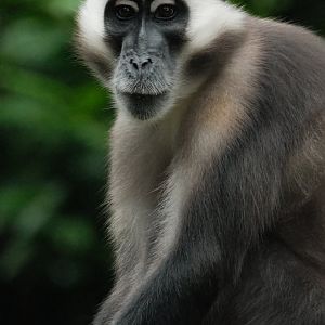 Red-capped Mangabey (Cercocebus torquatus)