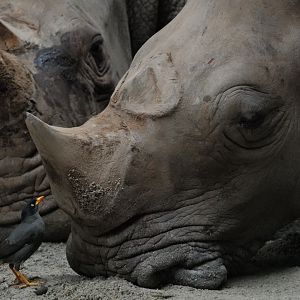 Southern White Rhinoceros (Ceratotherium simum simum) with Javan Mynah (Acridotheres javanicus)