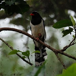 Fragile Forest - Red-billed Blue Magpie (Urocissa erythroryncha)