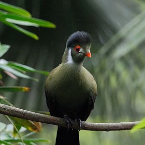 Fragile Forest - White-cheeked Turaco (Tauraco leucotis)