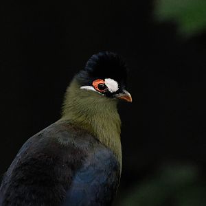 Fragile Forest - Hartlaub's Turaco (Tauraco hartlaubi)