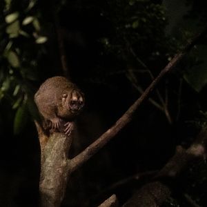 Grey-handed Night Monkey (Aotus griseimembra)