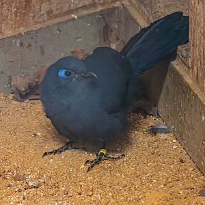 Blue coua (Coua caerulea)