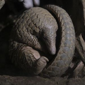 Sunda Pangolin (Manis javanica)
