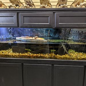 Alligator Tank
