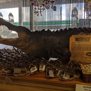 Huge Taxidermied Alligator