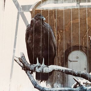 Andean Condor (May 1982)