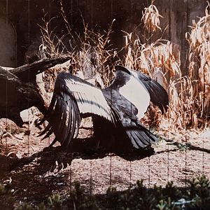 Andean Condor (May 1982)