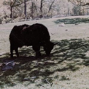 Tibetan Yak (May 1982)