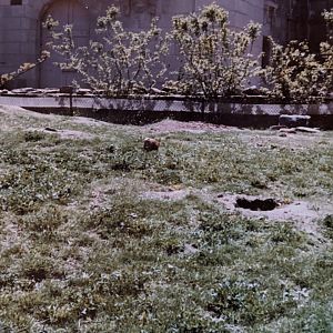 Prairie Dog (May 1982)