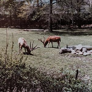 Manchurian Wapiti (May 1982)