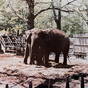 Indian Elephants (May 1982)