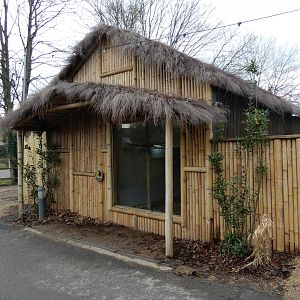 Pygmy Marmoset indoor exhibit
