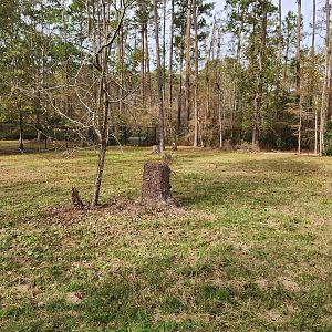 Chehaw Zoo - Red Wolf yard