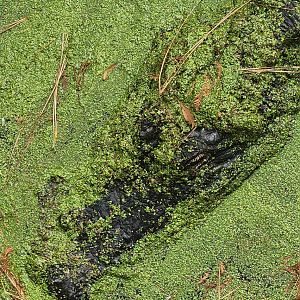 Chehaw Zoo - American Alligator