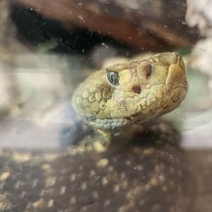 Chehaw Zoo - Crotalus horridus atricaudatus