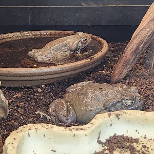 Chehaw Zoo - Incilius alvarius