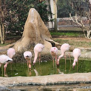 Chehaw Zoo - Lesser Flamingoes