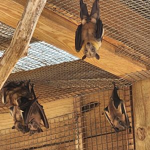 Chehaw Zoo - Straw Fruit Bats