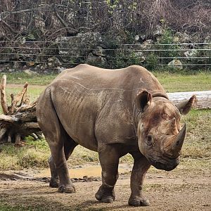 Chehaw Zoo - Black Rhinoceros