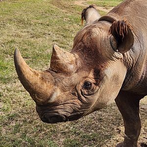 Chehaw Zoo - Black Rhinoceros closeup