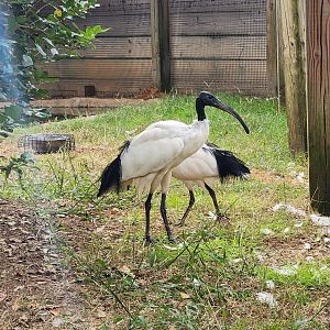 Chehaw Zoo - Sacred Ibis
