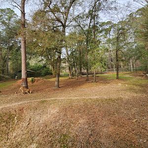 Chehaw Zoo - Cheetah exhibit