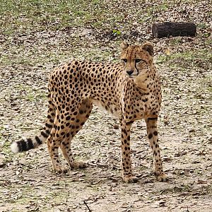 Chehaw Zoo - Cheetah