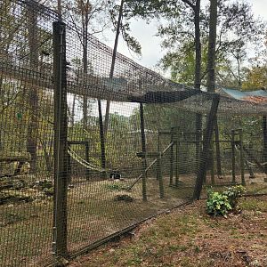 Chehaw Zoo - Mantled Colobus Monkey enclosure