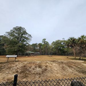 Chehaw Zoo - Ratite yard