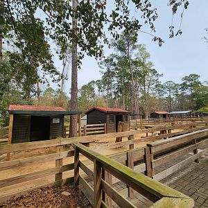 Chehaw Zoo - Domestic hoofstock exhibits