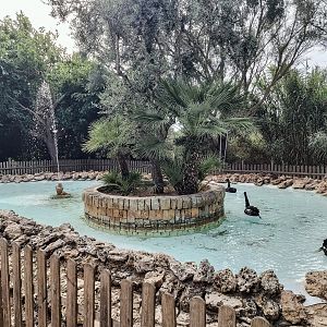 Rancho Grande - Black swan enclosure